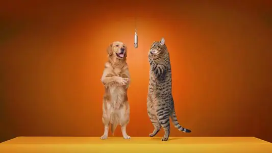 An unexpected pet pairing demonstrates how the format can stay original without imitating a celebrity